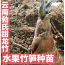 竹苗水果竹笋云南勃氏甜龙竹种植当年出笋可以生吃的竹笋种苗 甜竹苗五棵