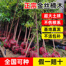 霖畔正宗小叶金丝楠木树苗大树盆栽名贵树种庭院绿化四季常青带土发 金丝楠木【粗度10公分】带土球发货