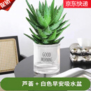 萌肉居芦荟盆栽室内外多肉植物花卉不夜城观赏芦荟+早安盆源头直发