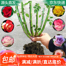 萌肉居 大花月季月季花苗盆栽木本花卉不带叶随机颜色发货源头直发