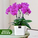 爱优尚蝴蝶兰带花苞盆栽秋冬兰花苗年宵花四季花卉植物紫六室内源头直发