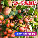 江西长林系列高产嫁接油茶树苗油茶苗 杯苗50-70公分 50棵