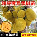 菠萝蜜树苗树苗四季肉干包盆栽地栽带土带叶泰国8号红肉南方种植 榴莲蜜 十年苗