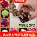萌肉居多年生带芽芍药花根块耐寒室内外花卉植物/芍药根块5个