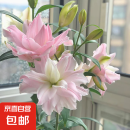 香水百合种球四季赏花重瓣大花朵阳台庭院高温低温全国春夏秋冬种 香水百合种球 5颗