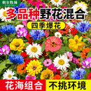 斡尔牧场野花组合花卉种子四季播种开花种籽花种子源头直发包邮