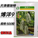 博美9号羊角蜜甜瓜种子博洋9花皮绿肉薄皮甜脆阳台盆栽甜瓜种子籽 500粒原装【博洋9】
