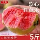 京地达广东红心芭乐净含量5斤单果130g+生鲜水果芭乐源头直发包邮
