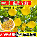新品钦密9号黄金百香果苗嫁接苗超甜大果爬藤一年四季百香果树苗 钦蜜9号黄金百香果（50-70）［快速结果］ 两颗
