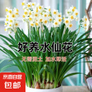 水仙花种球年宵绿植花卉室内水培桌面盆栽植物土培种球 水仙种球 【严选款】优质种球8粒(11-12cm)