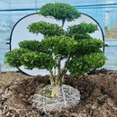 黄杨造型树地栽庭院四季常青盆景耐寒别墅精品不落叶工程园林景观 黄杨一物一拍1米高【联系客服】