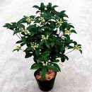 飞沭桂花苗阳台盆栽浓香原生四季桂花树庭院花园地栽四季常青植 四季桂2年苗