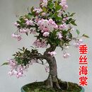 花行榜盆栽树苗盆景庭院绿植物花卉(6年2.5cm老桩)精品垂丝海棠源头直发