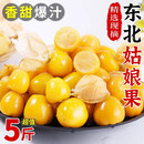囧仙子新鲜姑娘果当季水果黄菇娘灯笼果大果甜特产整箱生鲜 5斤姑娘果