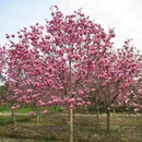 凝慧玉兰树苗玉兰苗庭院地栽紫玉兰别墅花园浓香幸夷花树工程绿化苗 紫玉兰15公分粗 带土球