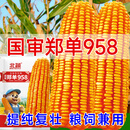 北蔬郑单958玉米种子国审矮大棒抗旱抗倒种植大田饲料苞米种杂交 北蔬郑单958玉米种子16斤(4亩地)