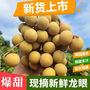 GANXIAN海南龙眼（顺丰空运）石峡石夹桂圆龙眼核小肉厚当季新鲜水果 5斤 （带枝条） 彩箱装
