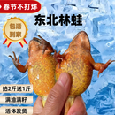 林蛙活体鲜活林蛙东北雪蛤长白山大母豹子活蛙母蛙满油籽石蛙 母蛙23-25只/斤（送半斤公蛙）