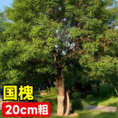 芯荷芯荷国槐树苗大型绿化速生国槐苗小苗南北方种植行道树庭院道 精品国槐树苗20公分粗
