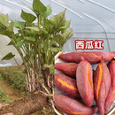 蜜薯苗红心红薯苗紫罗兰苗脱毒原种地瓜苗 高产西瓜红苗 200棵