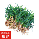 矮麦冬草庭院玉龙草苗耐寒践踏园林绿化苗木草坪植物金边麦冬草 日本矮麦冬/玉龙草50斤净草 裸根不带土