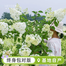 海蒂的花园旗舰店圆锥绣球花卉盆栽石灰灯庭院绿植耐寒耐热植物苗源头直发 香草草莓15cm盆*2 带盆栽好