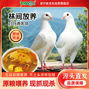BOZAIJIA林间放养乳鸽 净重1.2斤共2只 农家新鲜现杀土鸽子鸽肉源头直发