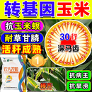 壮汉【转基因】玉米种子高产矮杆抗倒伏抗旱抗病抗玉米螟大棒正品苞米 国审转基因【4100粒】