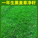 黑麦草草籽草坪种子四季常青多年生低矮耐寒庭院公园护坡固土绿化 一年生黑麦草净籽50斤装