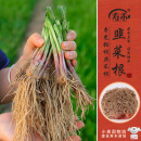 寿禾 韭菜根苗多茬蔬菜苗 稀植移栽四季韭菜根100棵带肥源头直发包邮