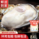 龙味福【活鲜】生蚝 乳山牡蛎 新鲜海蛎子生鲜贝类 【全网独家蚝王】8XL带箱10斤生蚝