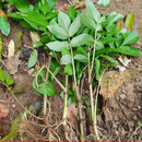 野生接骨草苗新鲜接骨草八棱麻大臭草接骨草根陆英走马风苗盆栽 当年开花大苗200颗