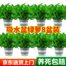 双盟绿萝盆栽除甲醛花卉绿植办公室180款加仑自吸水盆8盆装源头直发