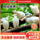 BOZAIJIA林间放养乳鸽 净重3.6斤 共6只 新鲜土鸽子肉散养鸽煲汤 源头直发