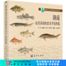 [按需印刷]湖南鱼类系统检索及手绘图鉴 科学出版社