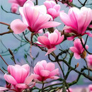 七流婉别墅耐寒玉兰花树苗庭院花园入户门绿化景观树吉祥树花香浓 粉玉兰杆粗5公分 201cm(含)-230cm(含)