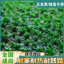 霖畔矮麦冬草庭院玉龙草苗耐寒践踏园林绿化苗木草坪植物金边麦冬草 日本矮麦冬/玉龙草100斤约10000颗 10cm(含)-15cm(不含)