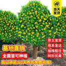 四季桂花树苗金桂庭院浓香原生地栽室内外盆栽八月丹桂花卉绿植物 精品桂花树【20公分粗公园推荐】