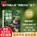 阳台种菜