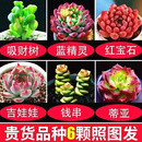 多肉植物自选套餐系列组合搭配花卉盆栽绿植精品多肉新手入门 贵货品种6颗照图3-4厘米 送盆土