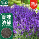 寿禾 薰衣草种子苗可盆栽种春夏花卉籽 鲜之吻法国薰衣草种子约6000粒