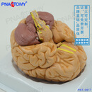 教学教具学拆卸体大脑结构解剖脑血脑脉经科心理学学医学院学生教学模型学习模具可开发发票