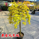 娴雅庭院别墅大型流泉枫日本枫树品种垂枝瀑布枫风景树黄金流泉枫树苗 黄金流泉枫4公分粗