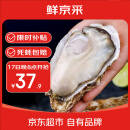 鲜京采【活鲜】生蚝净重5斤 4XL 10-13只装 源头直发 露营烧烤