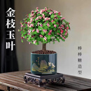 泰西丝独杆金枝玉叶多肉盆栽绿植花卉摆件旭日东升陶瓷盆+方托 源头直发