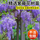 宝御安紫藤花树苗耐寒耐旱爬藤植物丰花长穗紫藤萝庭院盆栽地栽好养花卉 紫藤花树苗8公分粗带土球发