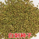 花卿士白刺花种子白刺种子狼牙刺种子苦刺花种子铁马胡烧马蹄针灌木种子 白刺种子50斤
