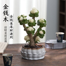京悠雨金钱木老桩多肉植物室内花卉盆栽四季好养客厅办公室桌面摆件绿植 玉锦金钱木老桩(蓝色盆)
