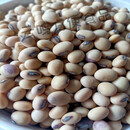 可局新品传统老品种黑脐黄豆贵州农家种植可留种豆子本地 黑肚脐老品种黄豆5斤