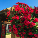 琅阙红木香花树苗种子四季开花爬藤爬墙植物蔷薇月季 50-80cm源头直发